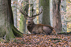 red deer