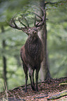 red deer