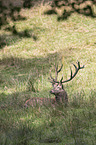 red deer