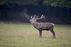 red deer