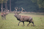 red deer