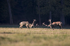 red deer