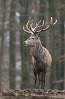 red deer