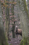 red deer