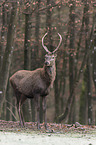 red deer