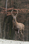 red deer