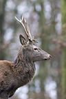 red deer