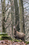 red deer