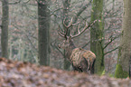 red deer