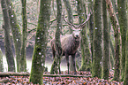 red deer