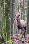 red deer