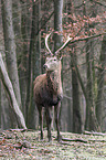 red deer