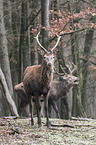 red deer