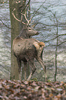 red deer