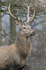red deer