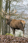 red deer