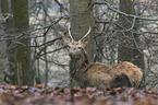 red deer