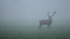 red deer