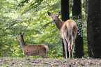 red deer