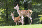 red deer