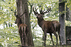 red deer