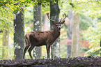 red deer