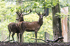 red deer