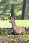 red deer