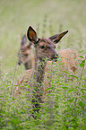 red deer