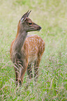 red deer