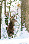 red deer