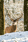 red deer
