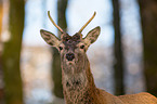 red deer