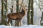 red deer