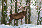 red deer