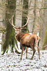 red deer