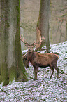 red deer