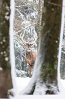 red deer
