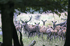 red deer
