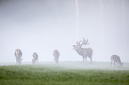 red deer