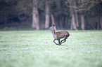 red deer