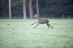 red deer