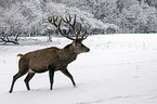 red deer