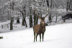 red deer