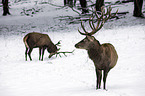 red deer