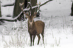 red deer