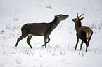 red deer