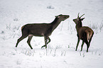 red deer