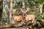 red deer