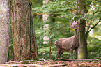 red deer